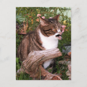 Carte postale Goacat