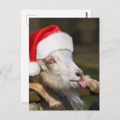 Carte Postale Goat (Devant / Derrière)