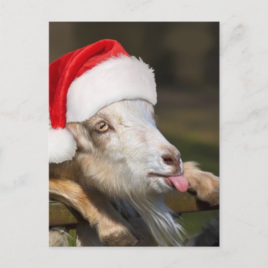 Carte Postale Goat (Devant)