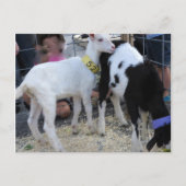 Carte Postale Goat Duo (Devant)