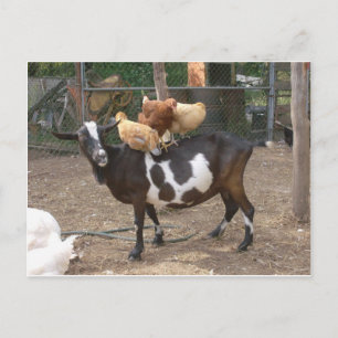 Carte Postale Goat taxi