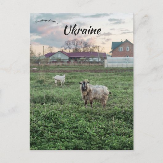 Carte Postale Goats in Kropyvnyk Ukraine (Devant)