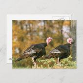 Carte Postale Gobblers de Turquie sauvage (Devant / Derrière)