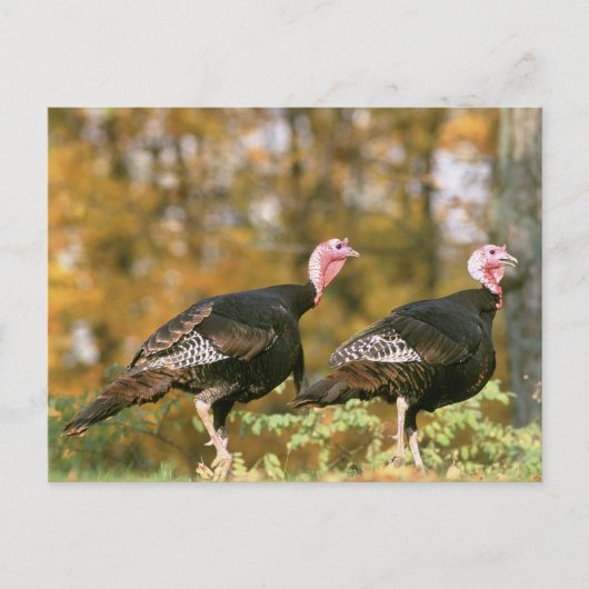 Carte Postale Gobblers de Turquie sauvage (Devant)
