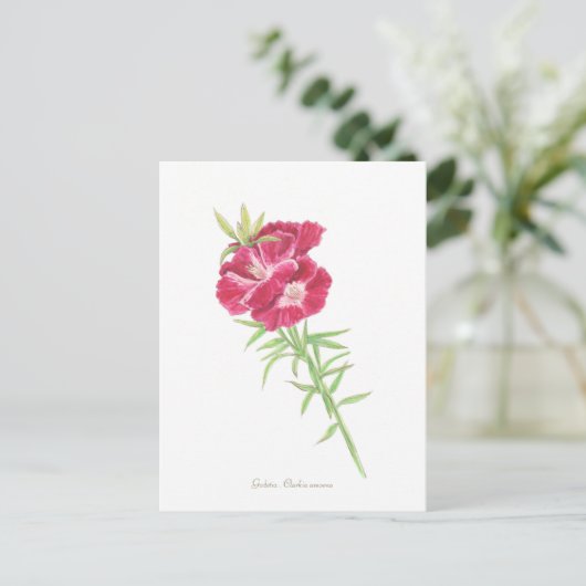 Carte Postale Godetia (Debout devant)