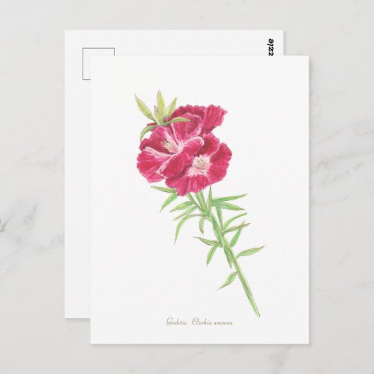 Carte Postale Godetia (Devant / Derrière)