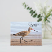 Carte Postale Godwit Beach Ocean Sand Bird (Debout devant)