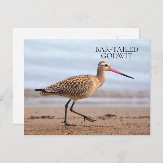 Carte Postale Godwit Beach Ocean Sand Bird (Devant / Derrière)