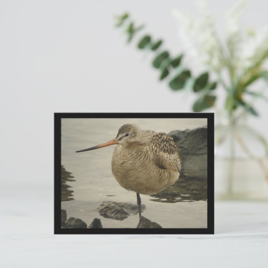 Carte postale Godwit en marbre (Debout devant)