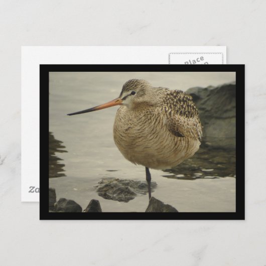 Carte postale Godwit en marbre (Devant / Derrière)