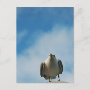Carte postale Goéland