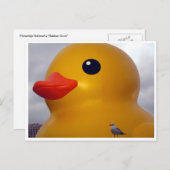 Carte Postale goéland (Devant / Derrière)