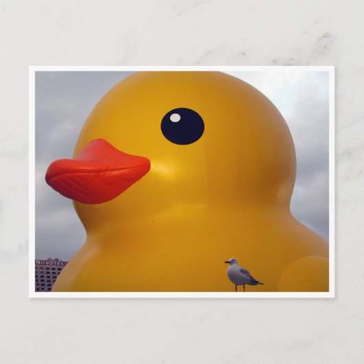 Carte Postale goéland (Devant)