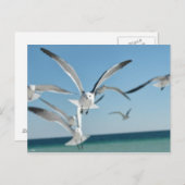 Carte Postale goéland 3 (Devant / Derrière)