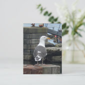 Carte Postale Goéland à dos noir, île d'Islay, Écosse (Debout devant)