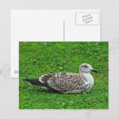 Carte Postale Goéland à hareng juvénile (Devant / Derrière)