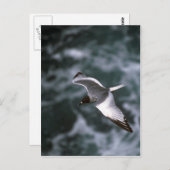 Carte Postale Goéland À Queue D'Hirondelle En Vol (Devant / Derrière)