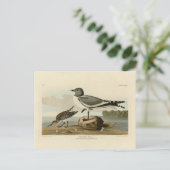 Carte Postale Goéland à queue fourrée des oiseaux d'Amérique d'A (Debout devant)