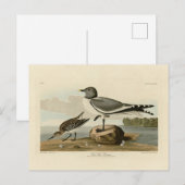 Carte Postale Goéland à queue fourrée des oiseaux d'Amérique d'A (Devant / Derrière)