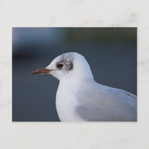 Carte Postale Goéland à tête noire