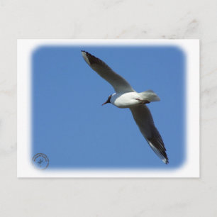 Carte Postale Goéland à tête noire 8R32D-04