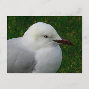 Carte Postale Goéland argenté juvénile