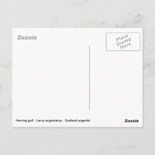 Carte Postale Goéland brun avec grand reflet sur l'eau (Dos)