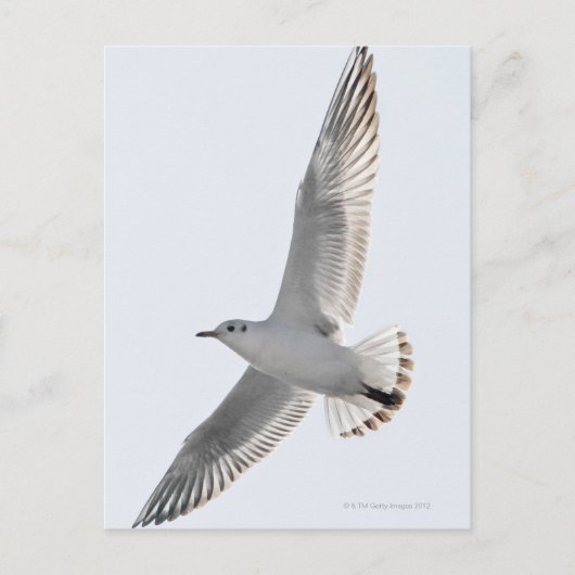 Carte Postale Goéland de hareng volant (Devant)