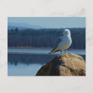 Carte Postale Goéland marin du lac Champlain