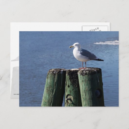 Carte Postale Goéland sur pilotis (Devant / Derrière)