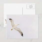 Carte Postale Goéland volant (Devant / Derrière)