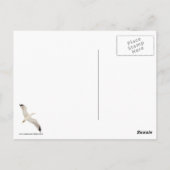 Carte Postale Goéland volant (Dos)