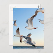 Carte Postale goélands-3 (Devant / Derrière)