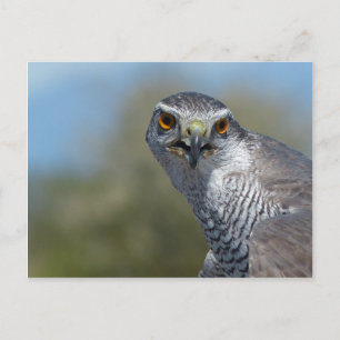 Carte Postale Gohawk du Nord