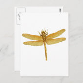 Carte postale Gold Dragonfly (Devant / Derrière)