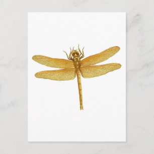 Carte postale Gold Dragonfly