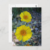 Carte Postale Gold du désert (Devant / Derrière)