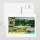 Carte Postale Gold Mining in California State (Devant / Derrière)