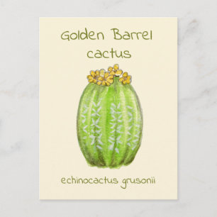Carte postale Golden Barrel cactus