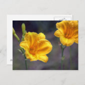 Carte postale Golden Daffodil (Devant / Derrière)