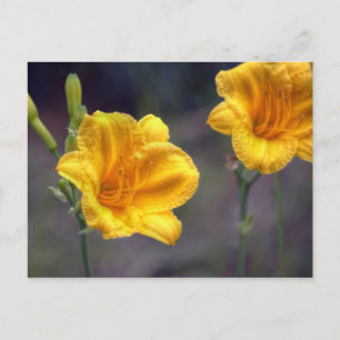 Carte postale Golden Daffodil
