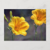 Carte postale Golden Daffodil (Devant)