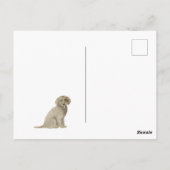 Carte postale Golden Doodle (Dos)