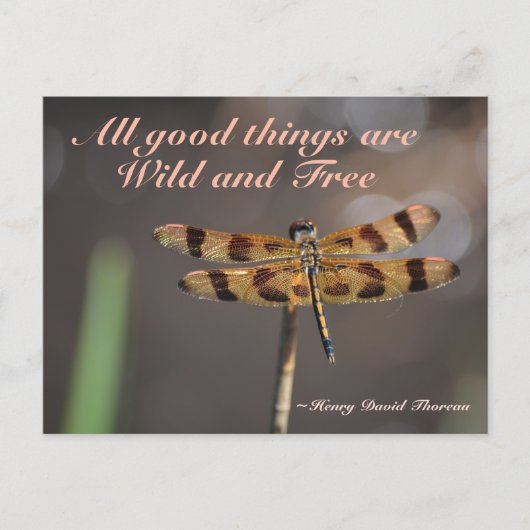Carte Postale Golden Dragonfly All Good Things Wild and Free (Devant)