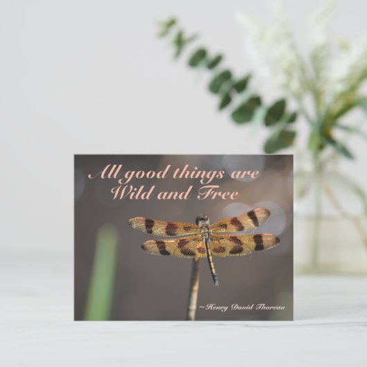 Carte Postale Golden Dragonfly All Good Things Wild and Free (Debout devant)