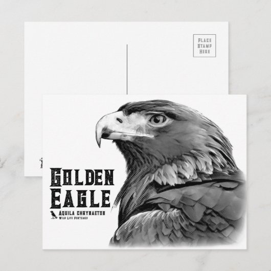 Carte Postale Golden Eagle (Devant / Derrière)