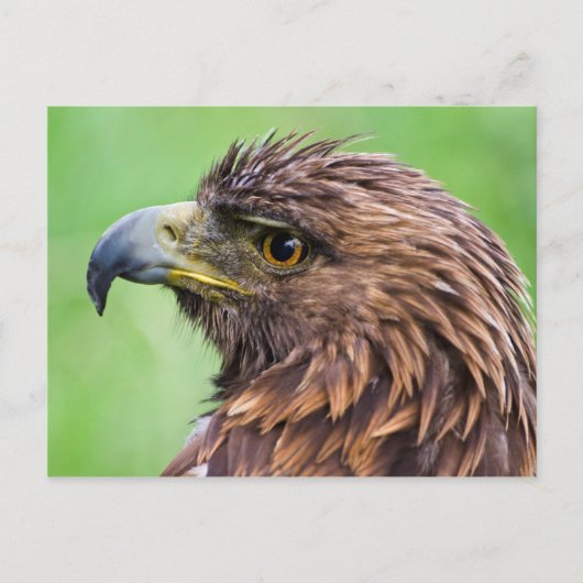 Carte Postale Golden Eagle Closeup (Devant)