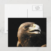 Carte postale Golden Eagle Portrait (Devant / Derrière)