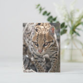 Carte postale Golden Eyes (Debout devant)