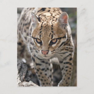 Carte postale Golden Eyes